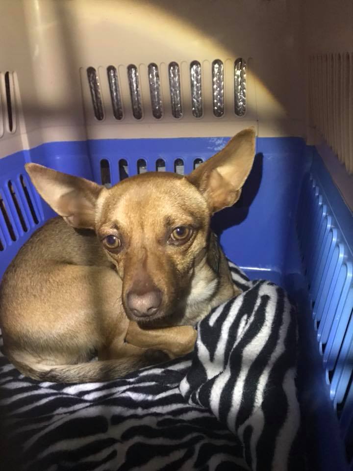 Rescue Dog In Crate