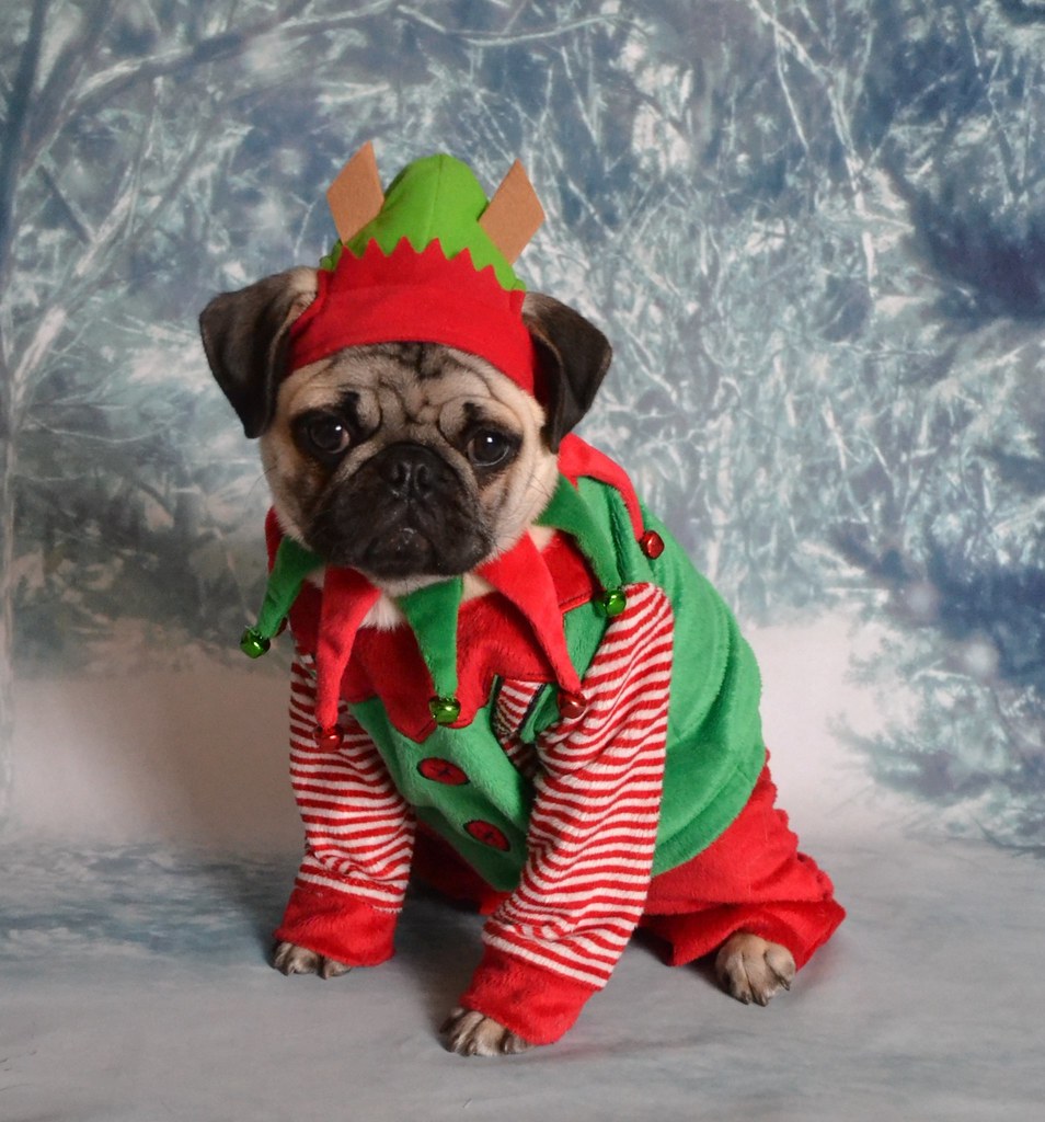 Pug in elf costume for the christmas holiday